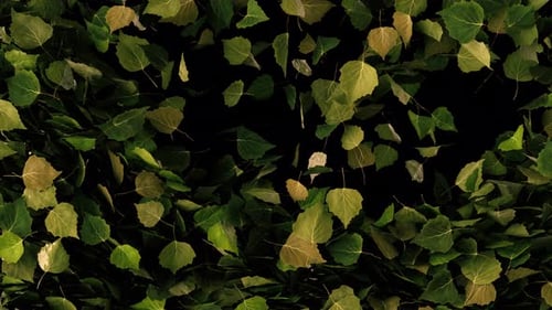 Natural Falling Leaves Animation Overlay