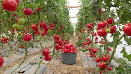 Lush Tomato Plants Growing in Greenhouse