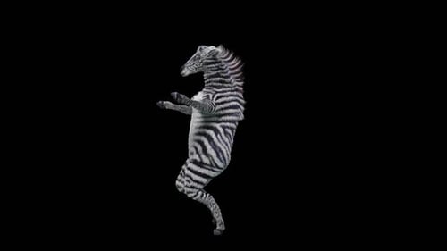 Realistic 3D Animated Zebra Character Dancing on Black