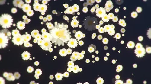 Fleur de marguerite