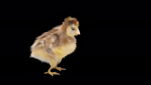 Animated 3D Baby Chick Walking and Looking Around