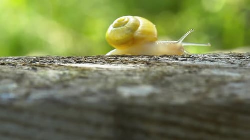 Leichte Schnecke mit gelber Muschel kriecht auf dem Stamm des liegenden Baumes