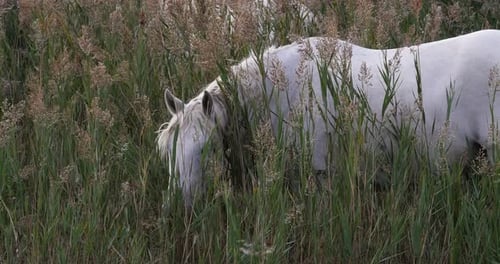952077 Camargue Horse, Mare standing in Swamp, Saintes Marie de la Mer in The South of France, Real