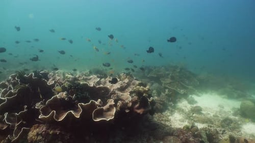 The Underwater World of a Coral Reef