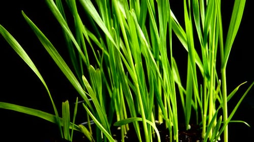 Fresh Green Grass Growing Against Black Background