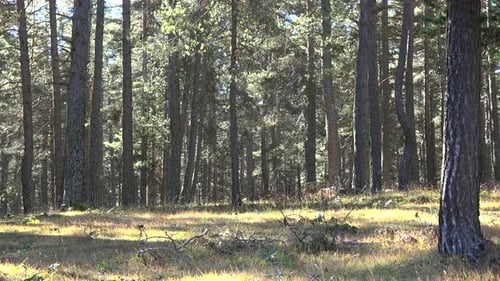 Getrocknete Kräuter unter Baumstämmen im Pinienwald