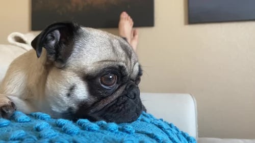 Close up of a lazy adorable female pug, dog, pet