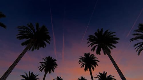 Tropical Palm Trees Swaying At Sunset Motion Background