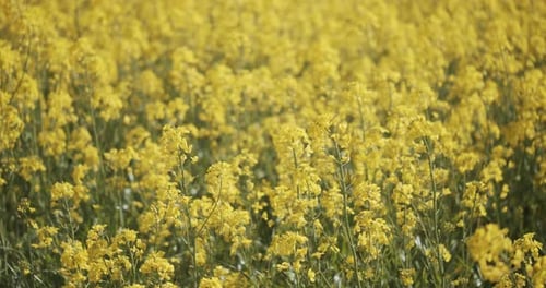 Gelbe Rapsblüten und grüne Stängel in einem Rapsfeld mit einem grünen Hügel