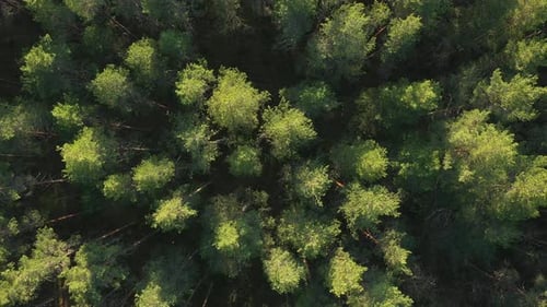 Top down view on the Beautiful mountains forest
