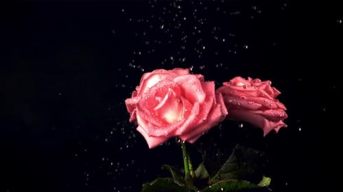 Super Zeitlupe auf den Rosenblüten lässt das Wasser mit Spritzern fallen