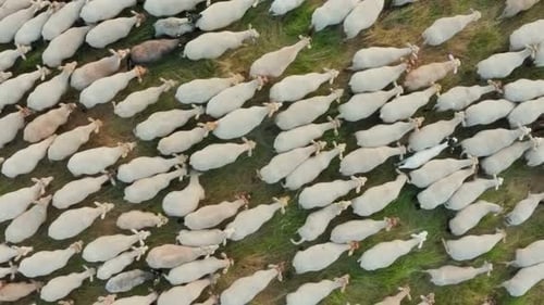 Aerial Top Down View Flying Over a Flock of Sheep Grazing in an Ecologically Clean Green Meadow