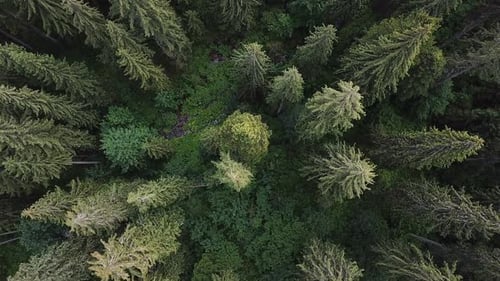 Green Forest