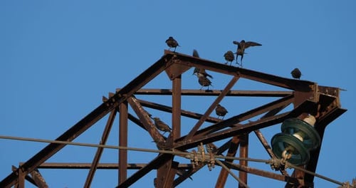 A flock of European starlings (Sturnus vulgaris) roost on overhead wires. Occitanie, France