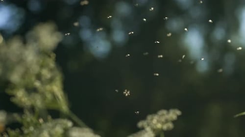 Summer Midges in the Green Meadow Flying Against Blurred Background of Trees and Sky