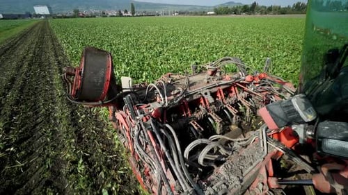Agricultural Machine Harvesting Crops in Sunny Rural Field