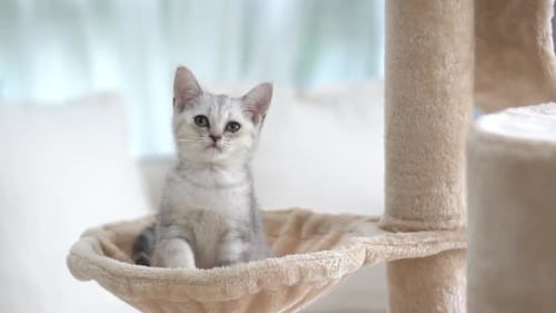 Cute Scottish Kitten Sitting On Cat Tower