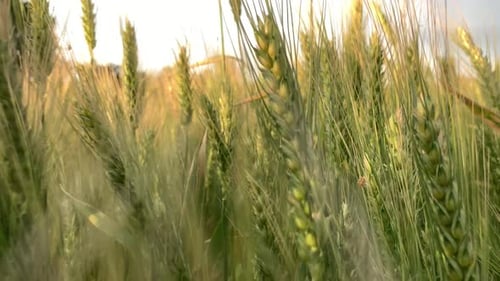 Spikelets of Wheat on a Large Field in Cloudy Summer Day.