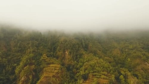 Regenwald in Wolke | Bali, Indonesien