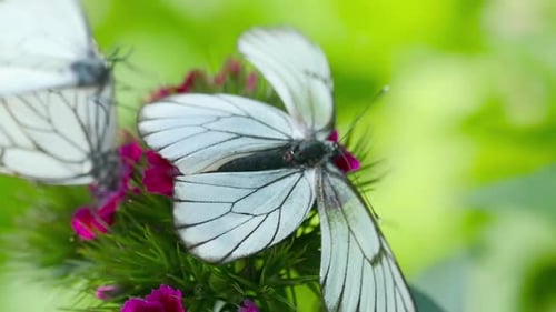 White Butterflies on a Pink and Green Flower