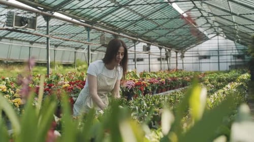 Woman tending colorful flowers in greenhouse