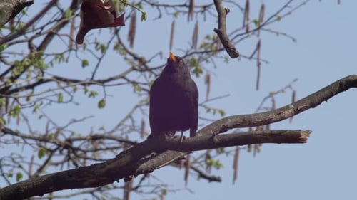 Mittlere Zeitlupenaufnahme einer jungen Amsel, die auf einem schwankenden Ast sitzt. Es spuckt einen Samen aus.