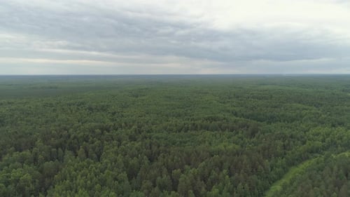 Flight Over the Green Forest