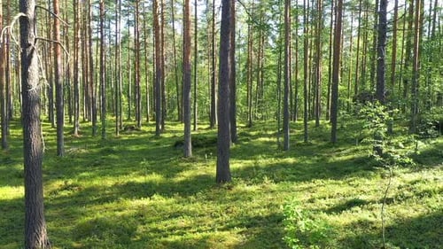 Flug im Wald