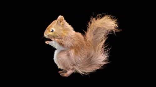 3D Animated Squirrel Stands and Gestures