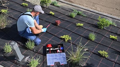 Paisajista instala otro soporte de manguera en una tubería de riego por goteo