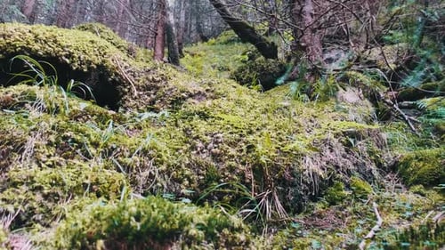 Bela floresta de coníferas de montanha selvagem com plantas verdes e musgo na encosta