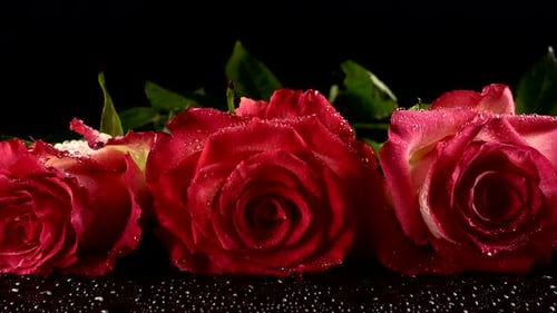 Rote Rosen auf schwarzem Hintergrund