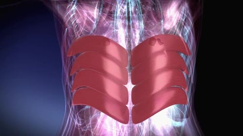 3D Animation of Human Torso Muscles and Internal Anatomy