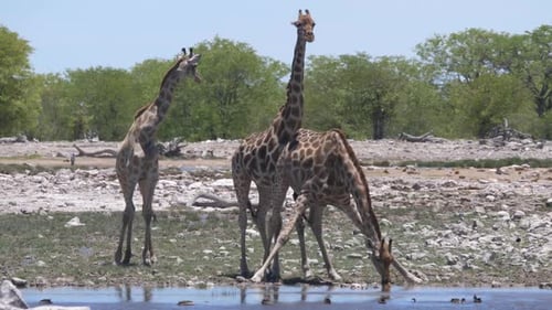 Giraffe drinking from a pond