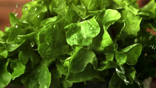 Fresh Lettuce Leaves with Water Droplets