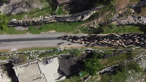 Aerial View of Sheep Herd Moving Down Road