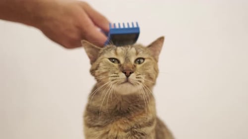Brown Tabby Cat Enjoying Being Combed by Human