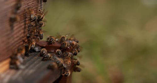901273 Europäische Honigbiene, apis mellifera, Bienen stehen am Eingang des Bienenstocks, Drüse von Nazan
