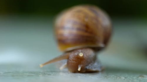 Garden Snail Crawling, Macro