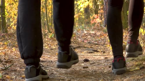A Hiking Couple Walks Down a Path Through a Forest on a Sunny Day - Rear View From Ground