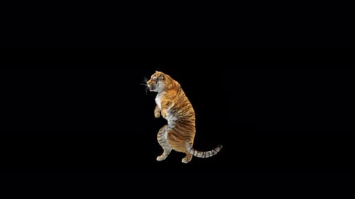 Tiger Dancing 4K