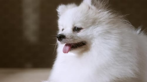 portrait of white color pomeranian lap dog animal sitting casual relax dark background