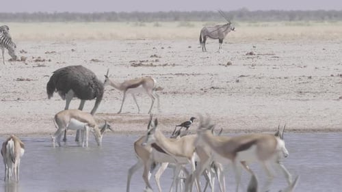 African Wildlife Gather at Watering Hole