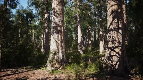 Famous Sequoia Park and Giant Sequoia Tree at Sunset