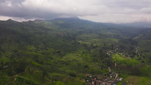 Plantations de thé vert dans une province montagneuse du Sri Lanka