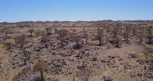 Köcherbäume von Namibia