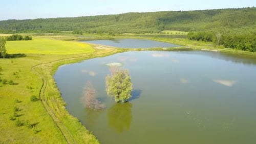 Arbres dans l'eau
