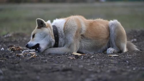 Akita Inu ronge un os à l'extérieur