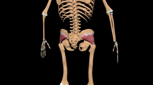 Human Pelvic Muscles Anatomy Zoom Animation
