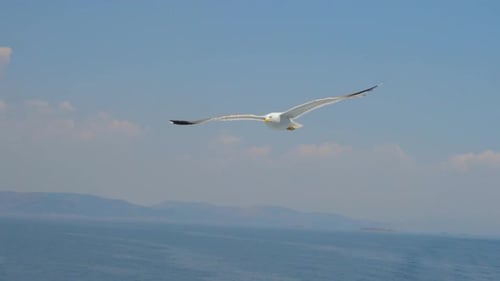 Möwe im klaren blauen Himmel. Vogel im Himmel. Wilder Vogel fliegt hoch. Reise-Konzept. Idee der Freiheit